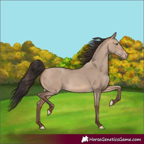 Horse Color:Sable Champagne Dun 