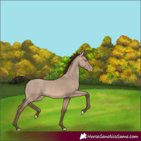 Horse Color:Sable Champagne Dun 