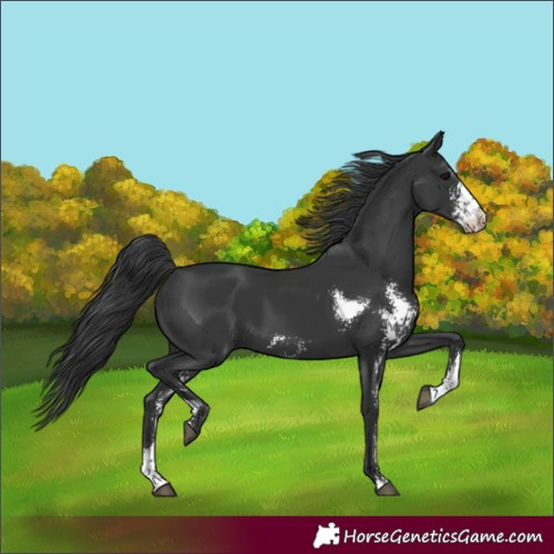 Horse Color:Black Sabino 