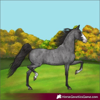 Horse Color:Smoky Blue Roan Sabino