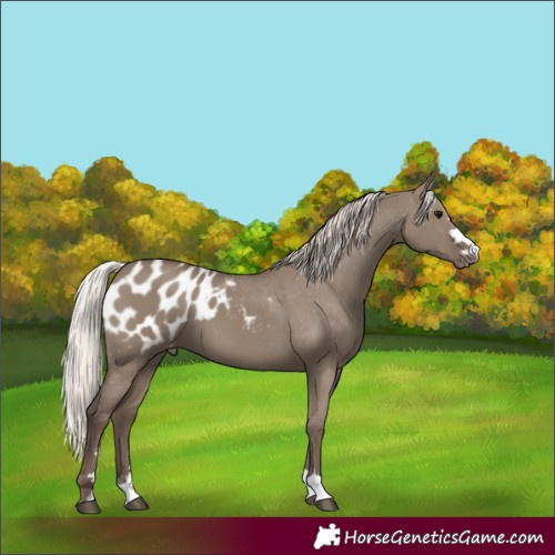 Horse Color:Silver Grullo Appaloosa 