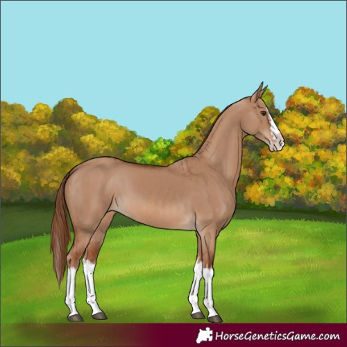 Horse Color:Red Dun Splash and Red Dun Splash