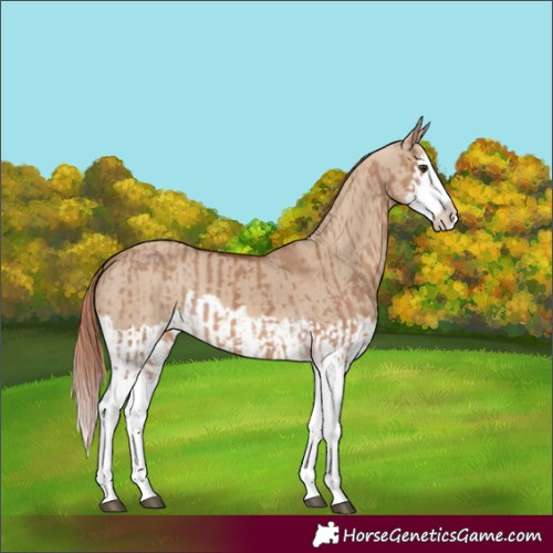 Horse Color:Red Dun Splash  and Red Dun Splash 