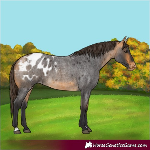 Horse Color:Buckskin Roan Appaloosa 