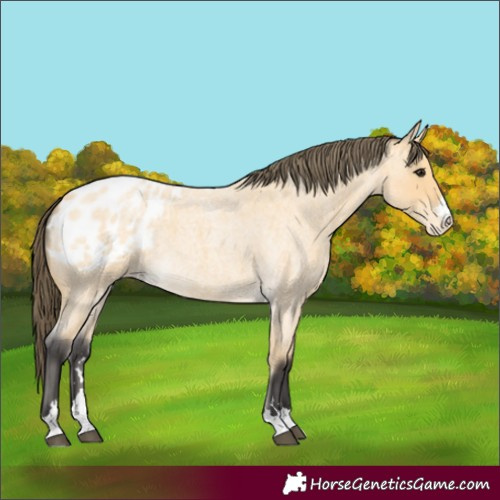 Horse Color:Buckskin Roan Appaloosa