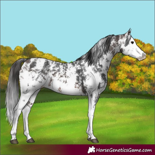 Horse Color:Brown Sabino Splash Appaloosa  and Brown Sabino Splash Appaloosa 