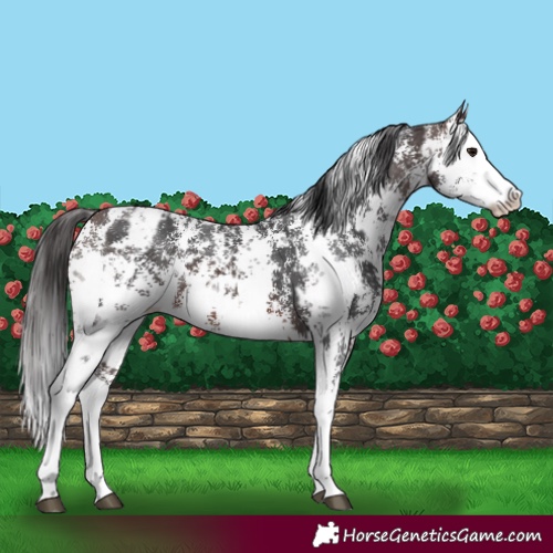 Horse Color:Brown Sabino Splash Appaloosa and Brown Sabino Splash Appaloosa