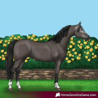 Horse Color:Gray Grullo