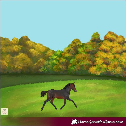 Horse Color:White Spotted Bay 