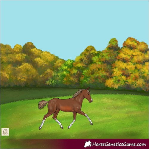 Horse Color:White Spotted Chestnut 