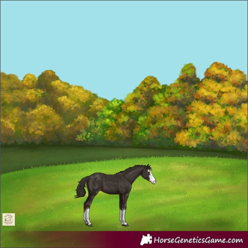 Horse Color:White Spotted Liver Chestnut