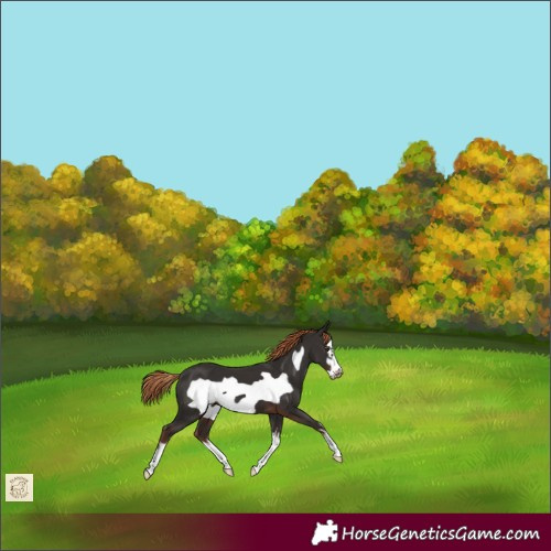 Horse Color:White Spotted Liver Chestnut Frame 