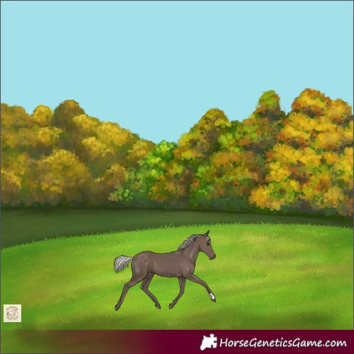 Horse Color:Silver Black