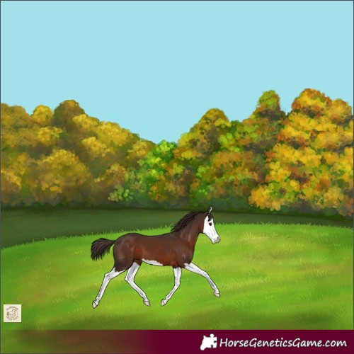 Horse Color:Liver Chestnut Splash 