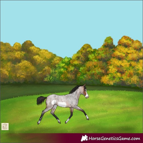 Horse Color:Bay Roan Frame 