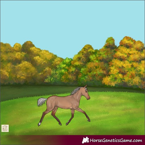 Horse Color:Silver Brown Dun 