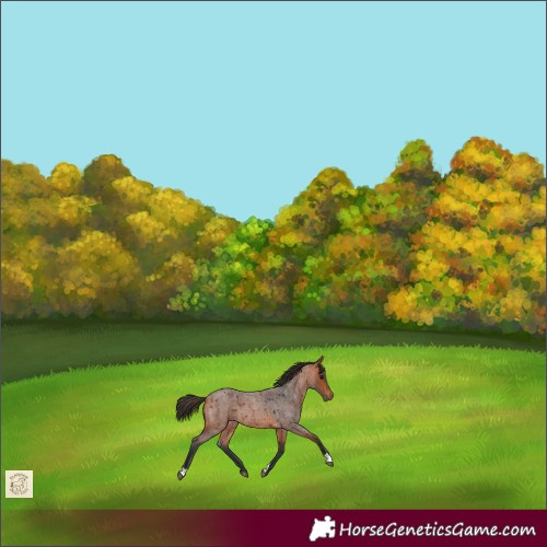 Horse Color:Bay Roan 