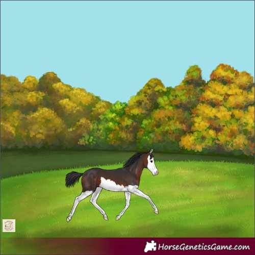 Horse Color:Bay Splash 