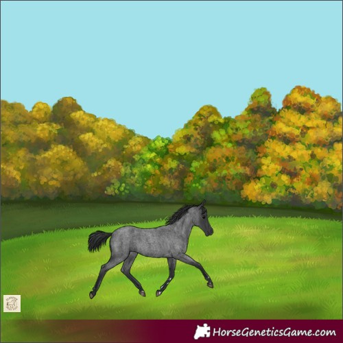 Horse Color:Blue Roan 