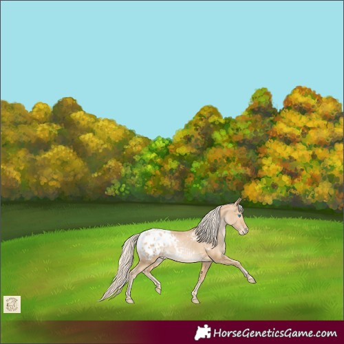 Horse Color:Palomino Pearl Appaloosa Rabicano 