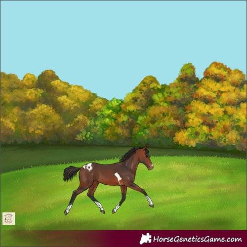 Horse Color:Bay Tobiano Appaloosa 