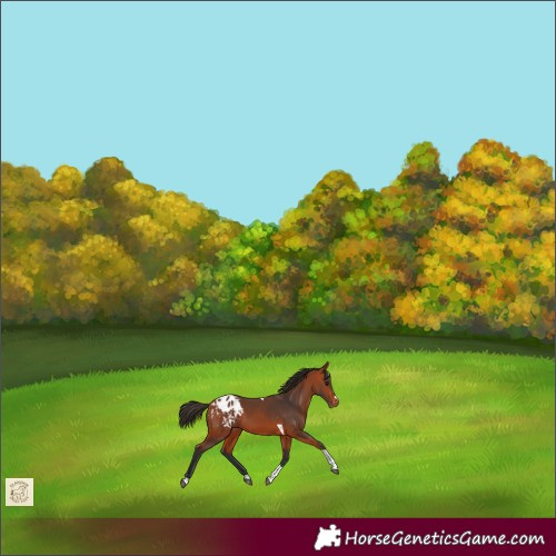 Horse Color:Bay Tobiano Appaloosa 