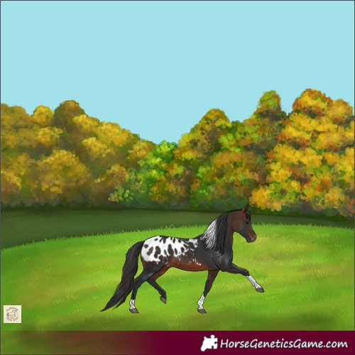 Horse Color:Brown Tobiano Appaloosa 