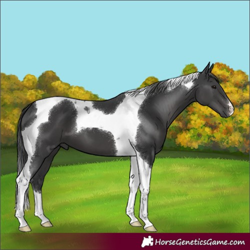 Horse Color:Black Tobiano