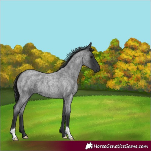 Horse Color:Blue Roan