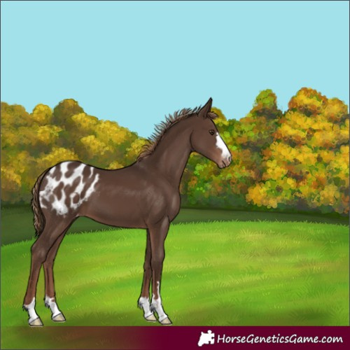 Horse Color:Liver Chestnut Appaloosa
