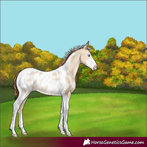 Horse Color:Buckskin Pearl Dun Sabino Tobiano Blanket
