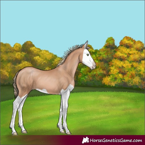 Horse Color:Chestnut Pearl Splash 