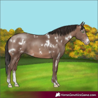 Horse Color:White Spotted Sable Champagne Sabino 