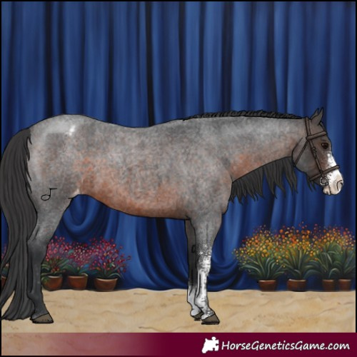 Horse Color:Brown Roan Sabino Appaloosa Rabicano 