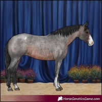 Horse Color:Brown Roan Sabino Appaloosa Rabicano 