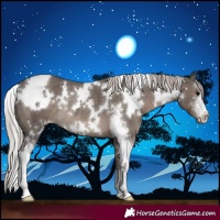 Horse Color:White Spotted Silver Black Sabino Appaloosa Rabicano