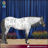 Horse Color:Brown Roan Appaloosa 