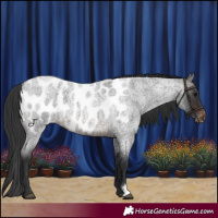 Horse Color:Brown Roan Appaloosa