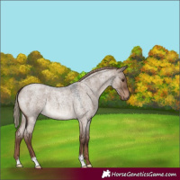 Horse Color:Liver Red Dun Roan