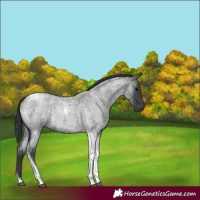 Horse Color:Blue Roan Tobiano Rabicano 
