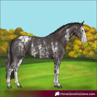 Horse Color:Liver Chestnut Sabino Splash Appaloosa  and Liver Chestnut Sabino Splash Appaloosa 