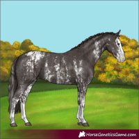Horse Color:Liver Chestnut Sabino Splash Appaloosa  and Liver Chestnut Sabino Splash Appaloosa 