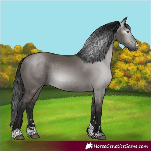 Horse Color:Gray Grullo 