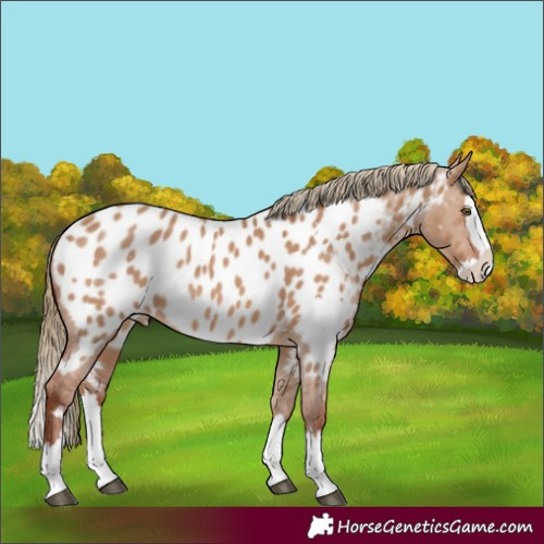 Horse Color:White Spotted Red Dun Splash Near Leopard Rabicano 