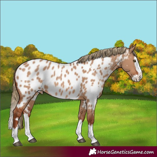 Horse Color:White Spotted Red Dun Splash Appaloosa Rabicano
