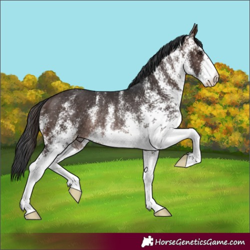 Horse Color:White Spotted Brown Rabicano 