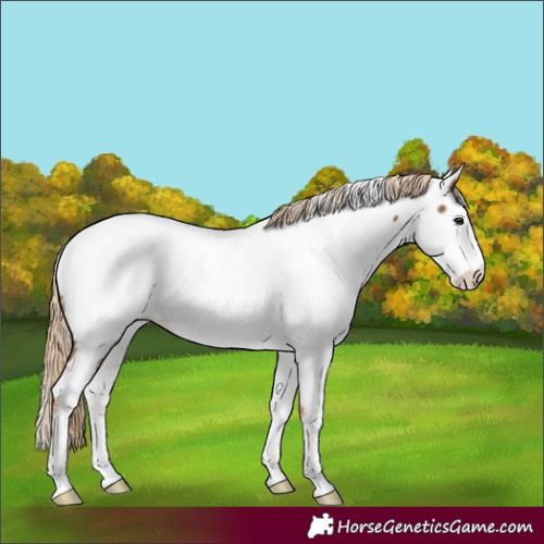 Horse Color:Chocolate Palomino Fewspot 