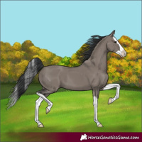 Horse Color:Grullo Splash