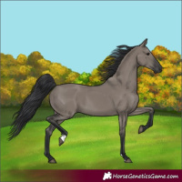 Horse Color:Grullo