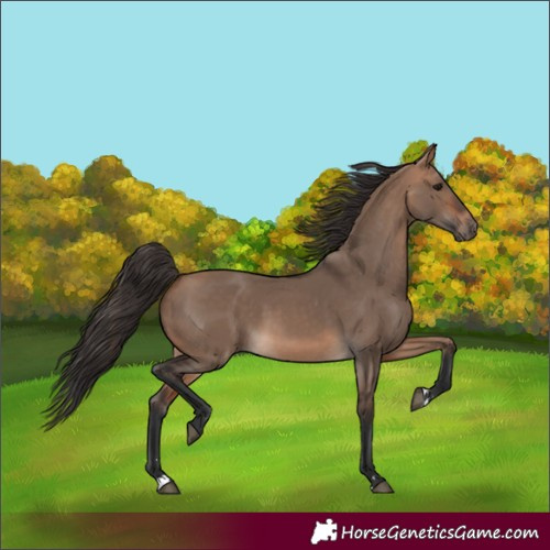 Horse Color:Bay Dun 
